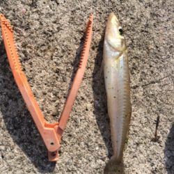 渋い中の1匹だけど大きかった