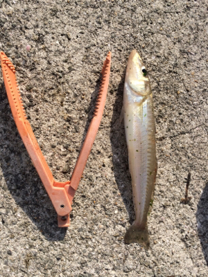 渋い中の1匹だけど大きかった