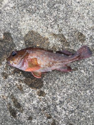 坊主逃れのガシリング