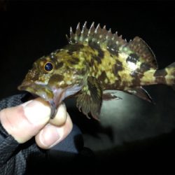 チビガシラに遊んでもらいました