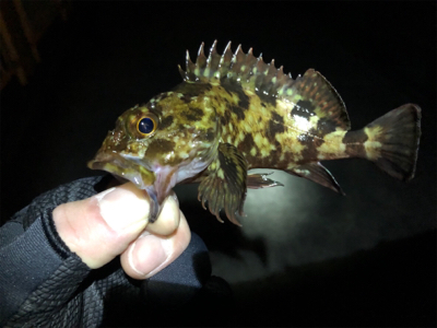 チビガシラに遊んでもらいました