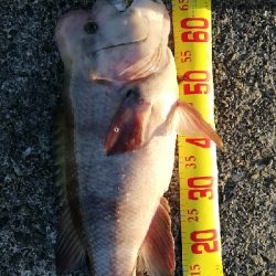 波止場のモンスターハント!