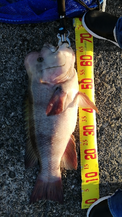 波止場のモンスターハント!