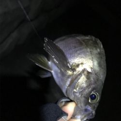 今日のニャンコ