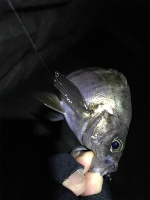 今日のニャンコ