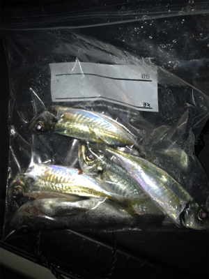 メバリングからアジングへ