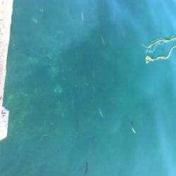 加太でアジ、マイワシ！入れ食い！