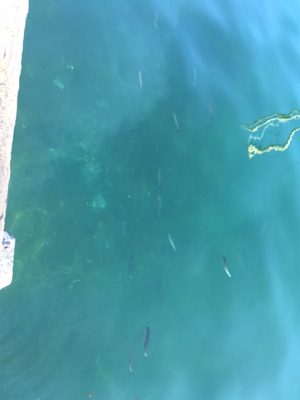 加太でアジ、マイワシ！入れ食い！