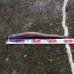 最高の釣行（投釣り、穴釣り）