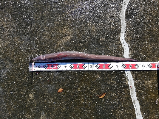 最高の釣行（投釣り、穴釣り）