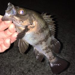 満月メバリング