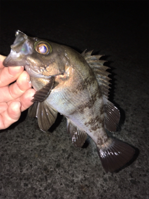 満月メバリング