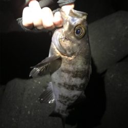 淡路島メバリング