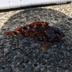 アジングなのに