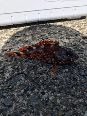 アジングなのに