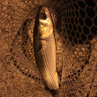 南港大橋でバチ抜け？