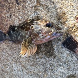 ガシリング 好調