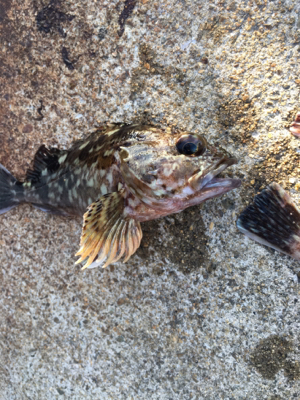 ガシリング 好調