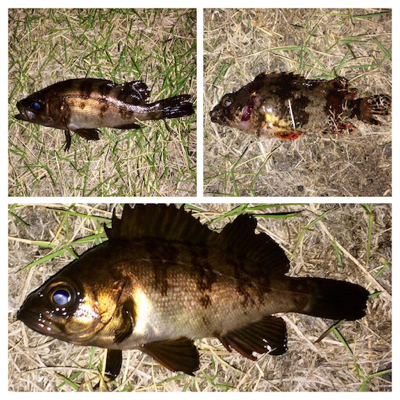 アジンガー1830〜1935