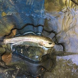 竜仙峡でニジマス