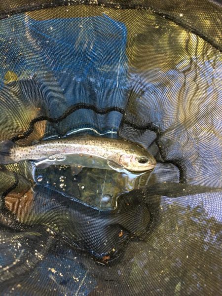 竜仙峡でニジマス