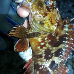 ナイトガシリング