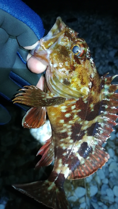 ナイトガシリング