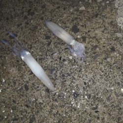 風がなければ、、、