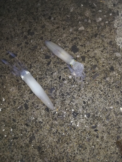 風がなければ、、、