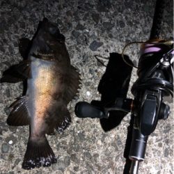 続大潮メバメバナイト