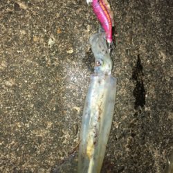 昨夜に引き続き！今夜は息子と共に(^｡^)