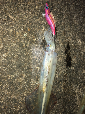 昨夜に引き続き！今夜は息子と共に(^｡^)