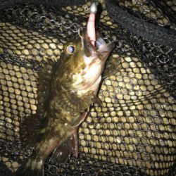 ガシリング サイズが…(><)