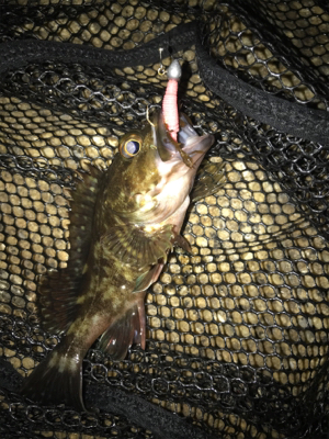 ガシリング サイズが…(><)