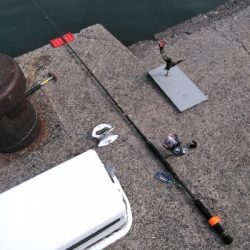 強いコブダイに会いに行く