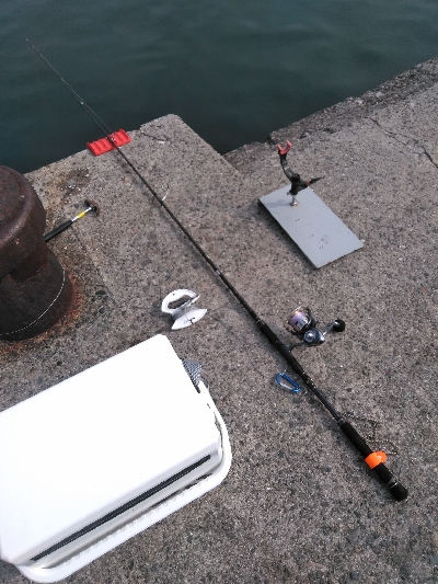 強いコブダイに会いに行く