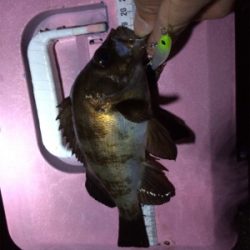 メバル朝まずめゲーム