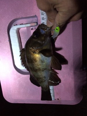 メバル朝まずめゲーム