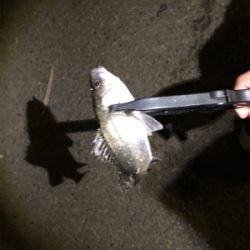 サバ消える チーバスボチボチ