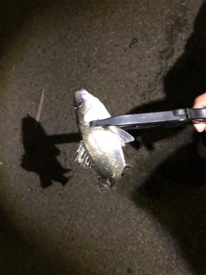 サバ消える チーバスボチボチ