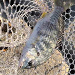 淀川ブリームゲーム