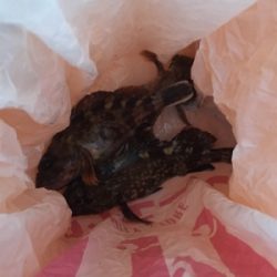 ガシリング  時合いは一瞬