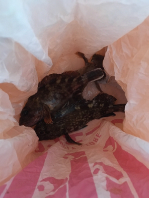 ガシリング  時合いは一瞬