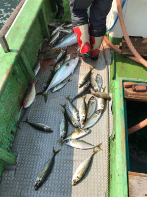 孝洋丸アジ釣り