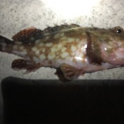 タチウオとイトヒキアジ