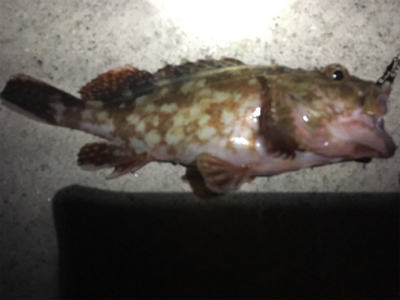 タチウオとイトヒキアジ