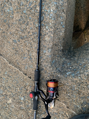 アオリイカ釣果!