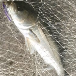 カタクチパターン