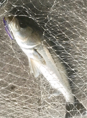 カタクチパターン