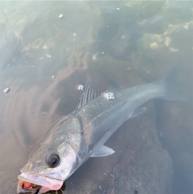 シーバス セイゴ